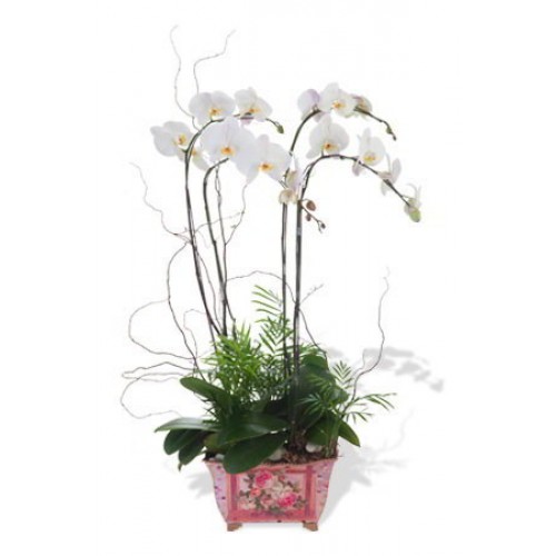 Four Phalaenopsis Orchids (Color of Your Choice)