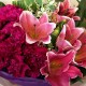 Carnation Lily Bouquet (Color at Your Choice)