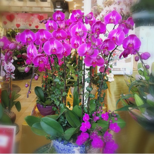 9 Orchids (Colour of your choice)