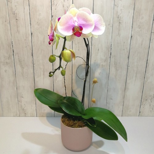 One Orchid (Colour of Your Choice)