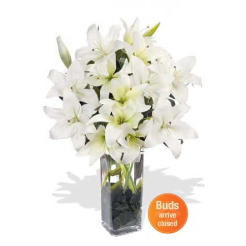 12 Oriental Lily in Vase