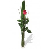 One long stem premium rose in Vase