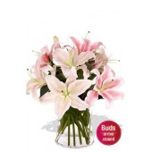 4 Oriental Lily in Vase