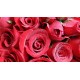 30 Stems Red Roses in a Round Gift Box