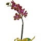 One Mini Orchid (Color of Your Choice)