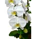 2 Orchids (Color of Your Choice)