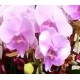 8 Phalaenopsis Orchids (Color of Your Choice)